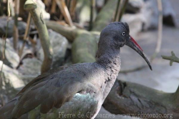 Hadada ibis