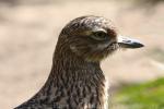 Spotted thick-knee