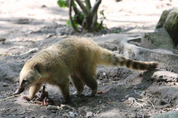 South American coati