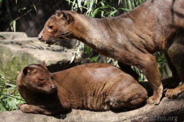 Fossa