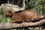 Fossa