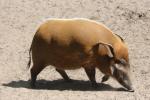 Red river hog