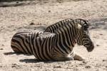 Burchell's zebra