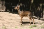 Dik-dik