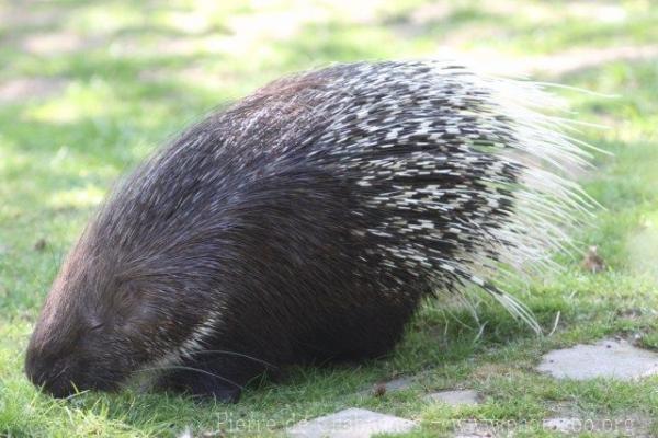 Indian crested porcupine