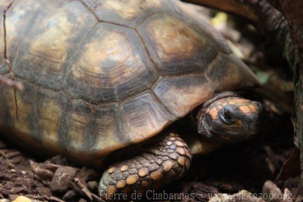 Yellow-footed tortoise