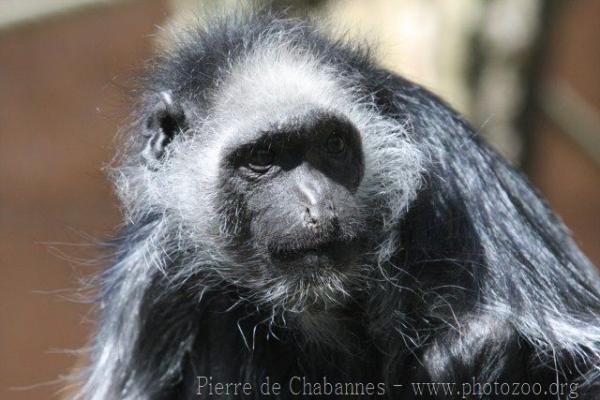 King colobus