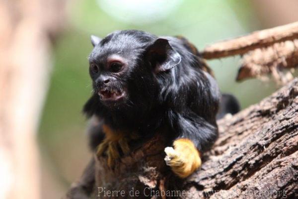 Red-handed tamarin