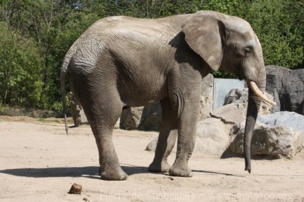 South African elephant