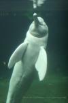 Amazon river dolphin