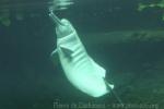 Amazon river dolphin