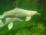 Amazon river dolphin