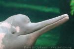 Amazon river dolphin