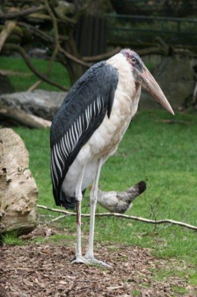 Marabou stork