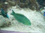 Blackspotted wrasse