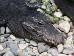 African dwarf crocodile