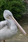 Pink-backed pelican