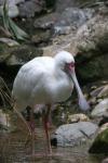 African spoonbill