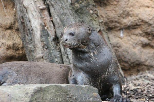 Giant otter