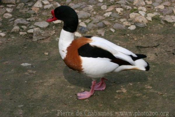 Common shelduck