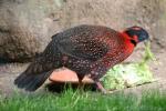 Satyr tragopan