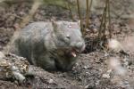 Mainland wombat