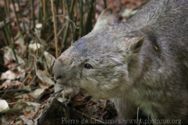 Tasmanian wombat