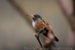 Amazilia hummingbird *