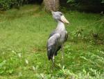 Shoebill *