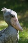 Shoebill *