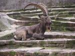 Siberian ibex