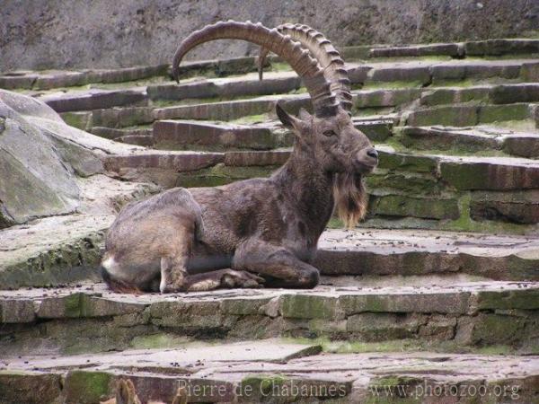 Siberian ibex