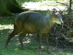 Western yellow-backed duiker