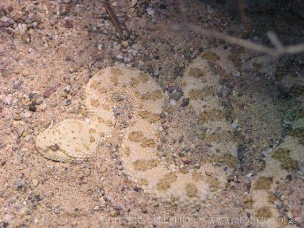 Sahara horned viper