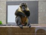 Golden-bellied mangabey