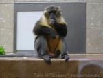 Golden-bellied mangabey