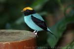 Blue manakin