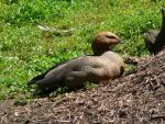 Ruddy-headed goose