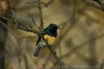 Variable sunbird