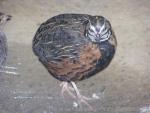 Harlequin quail