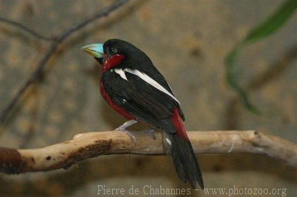 Black-and-red broadbill *