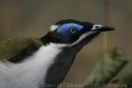 Blue-faced honeyeater