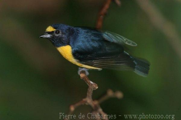 White-vented euphonia *