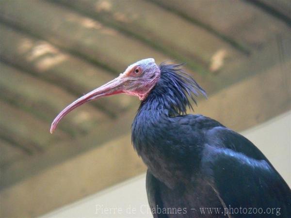 Northern bald ibis