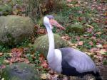 Wattled crane