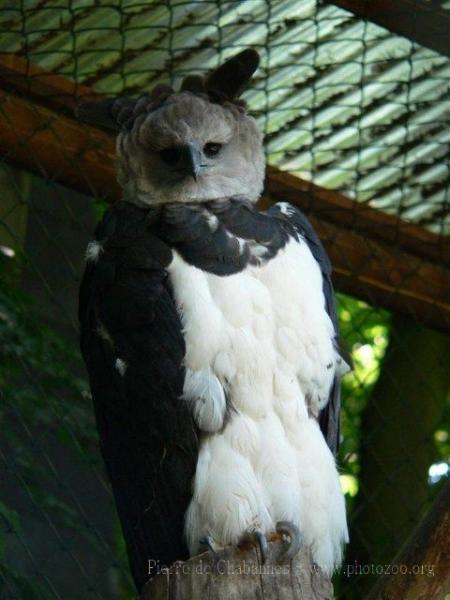 Harpy eagle