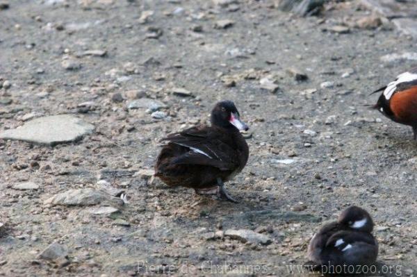 Black-headed duck