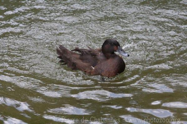 Black-headed duck