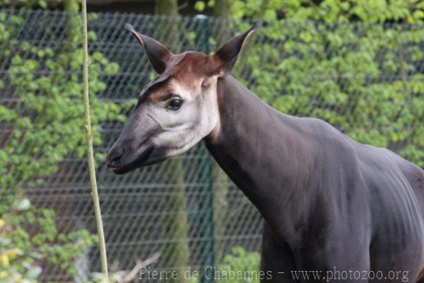 Okapi