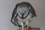 Harpy eagle